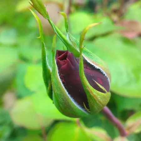 Valchisone Pinasca