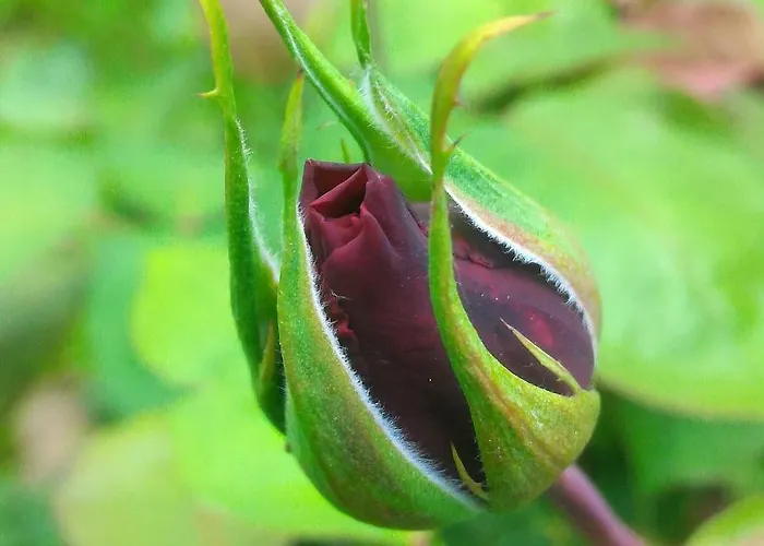 Valchisone Pinasca